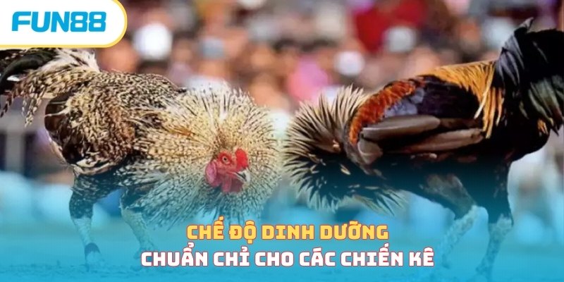 Chế độ dinh dưỡng chuẩn chỉ cho các chiến kê